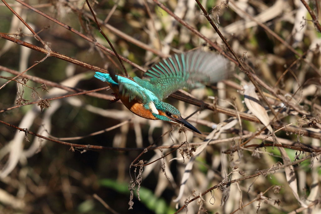 カワセミ ホバ2からアタック