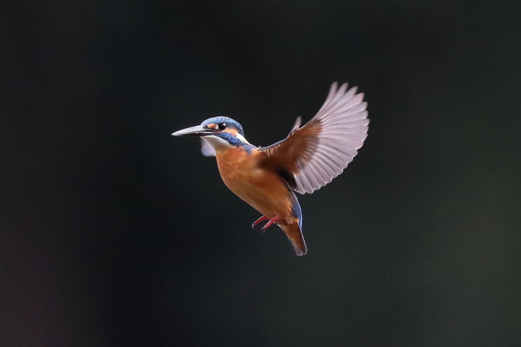 カワセミ ホバ 1