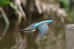 カワセミ スタート