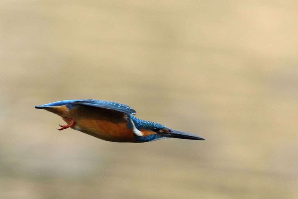 カワセミ 飛出し 2