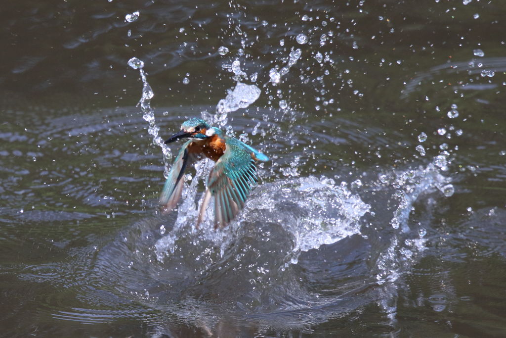 カワセミ 離水