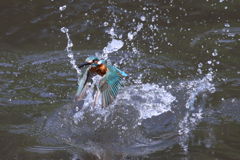 カワセミ 離水
