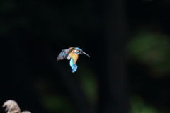 カワセミ ホバ遠い 2