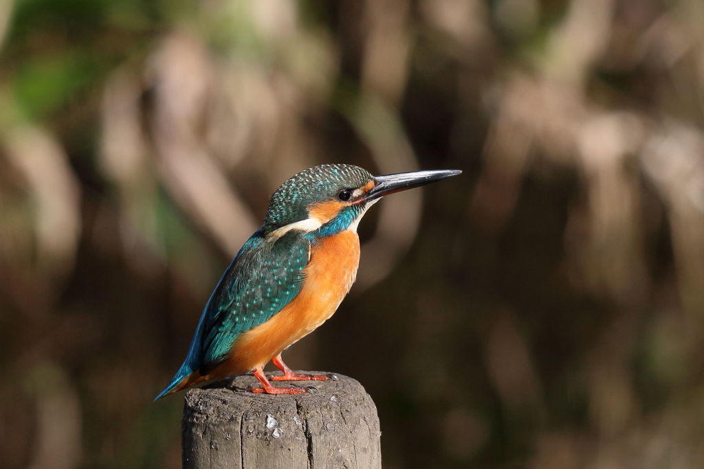 カワセミ ポーズ