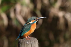 カワセミ ポーズ