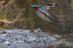 ミニサイズゲット1