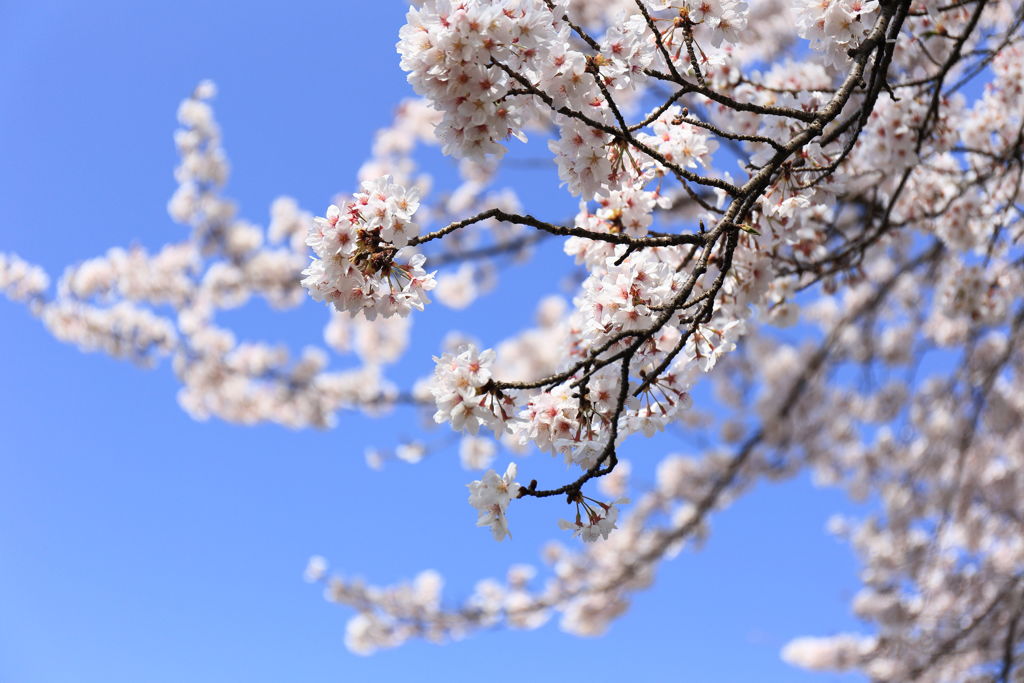 桜 青空  6D 24-70