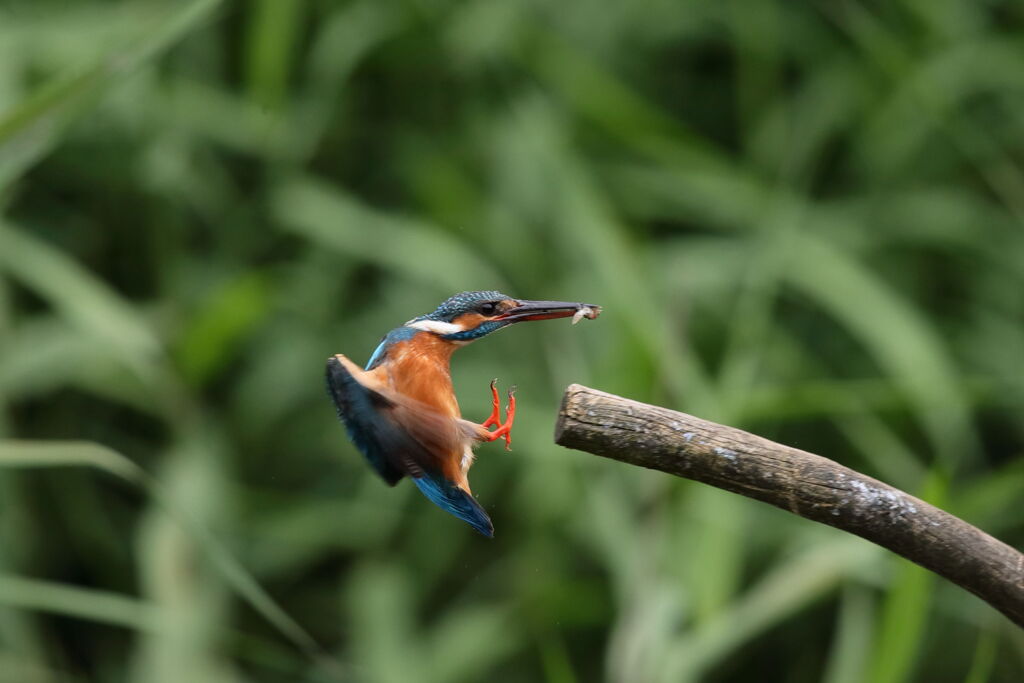 小さいのゲット