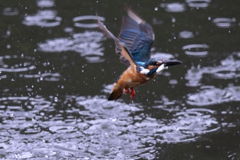 カワセミ 離水４