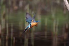 カワセミ 飛出1