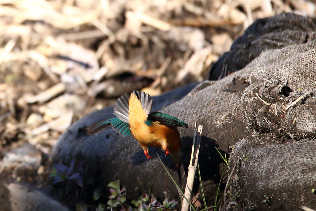 落とした！追跡