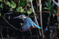 カワセミ ホバ 手持ち・・ピント範囲外？？