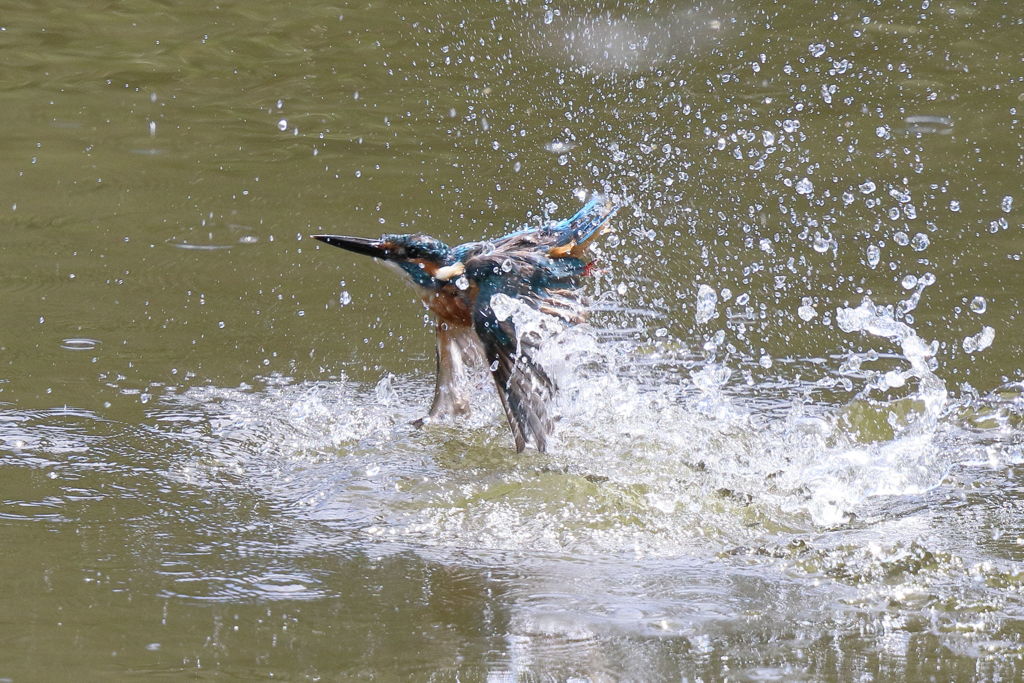 カワセミ 水遊び i04