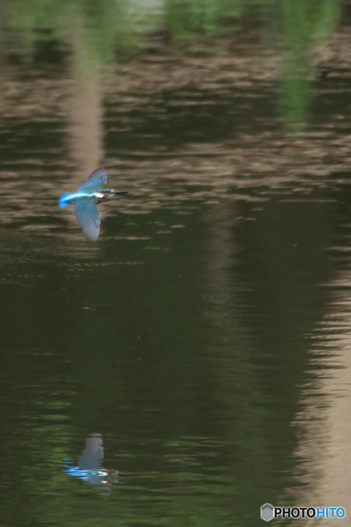 カワセミ 若 滑空