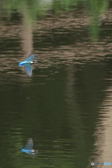 カワセミ 若 滑空