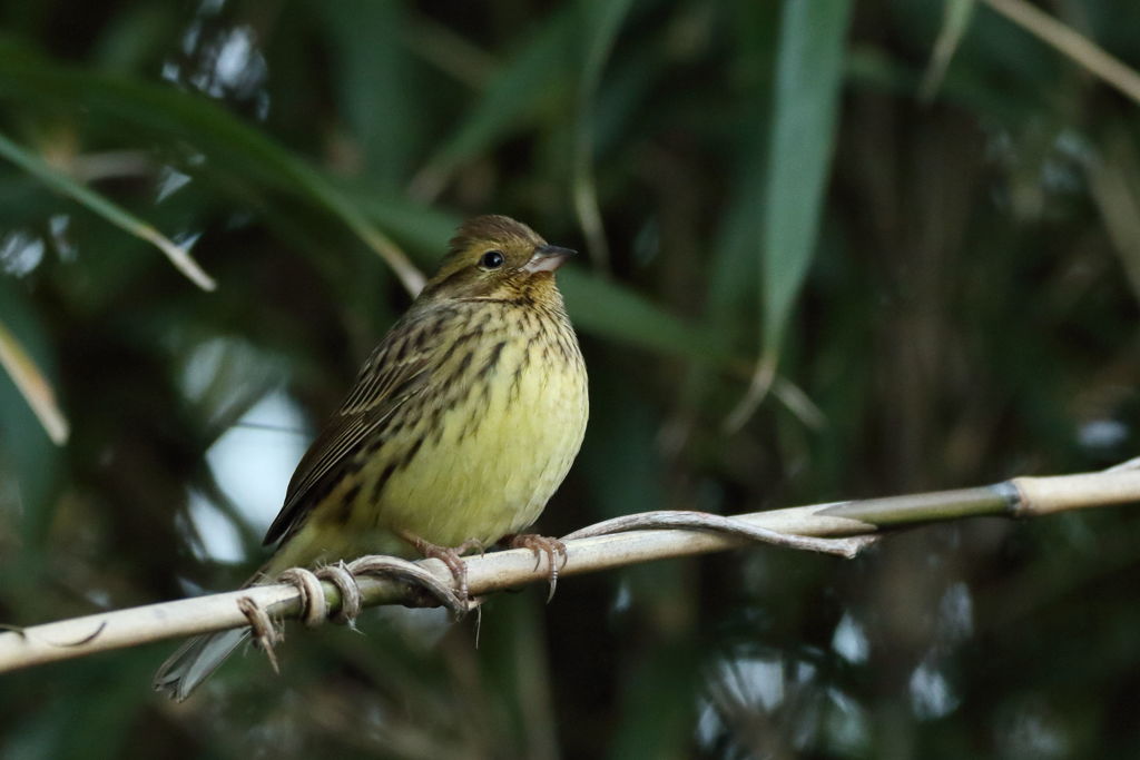 裾野のアオジ 2