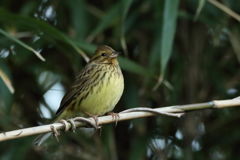 裾野のアオジ 2