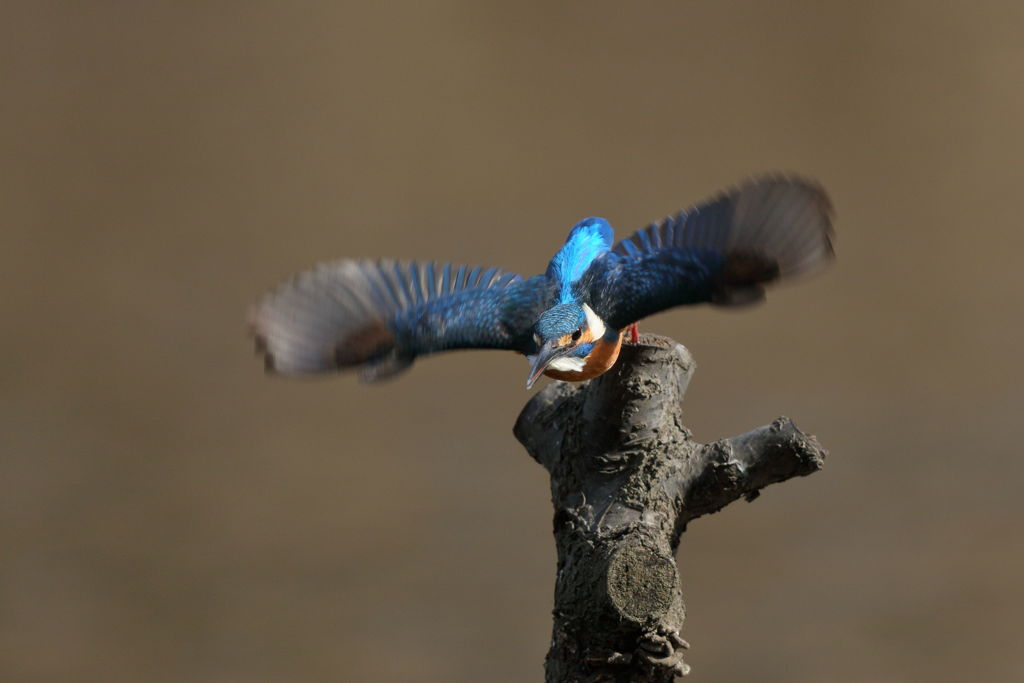 カワセミ.02.10 出撃 