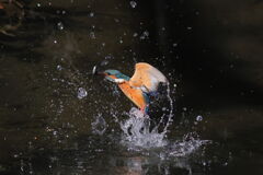 小さいのゲット2