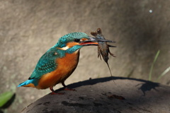 カワセミ ザリガニゲット