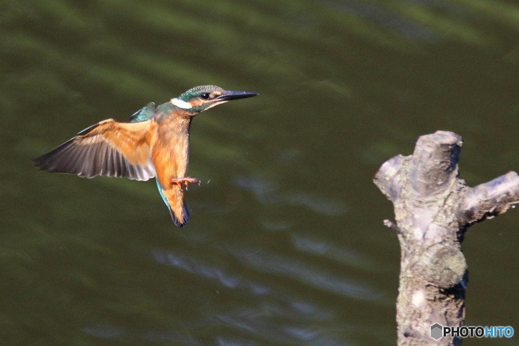 カワセミ幼　着木準備