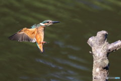 カワセミ幼　着木準備