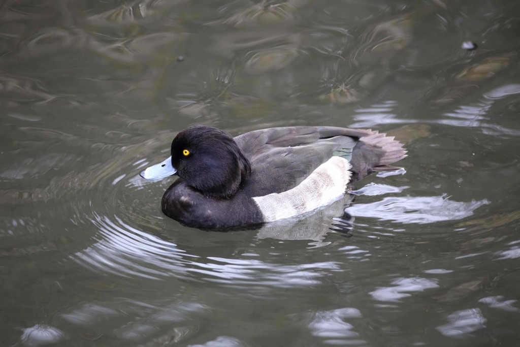 キンクロハシロ 01