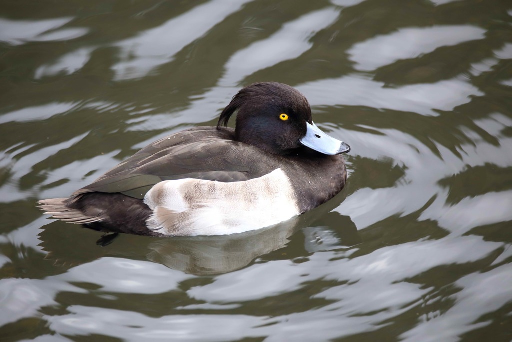 キンクロハシロ 2