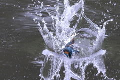 カワセミ 浮上２