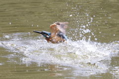 カワセミ 水遊び i02