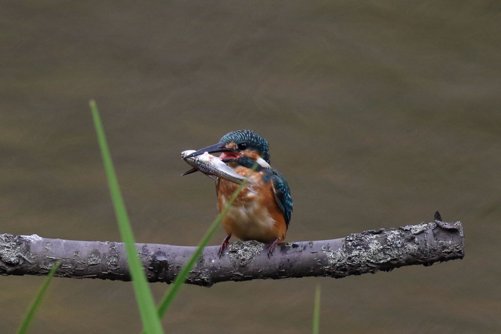 カワセミ　モリのようなクチバシ２