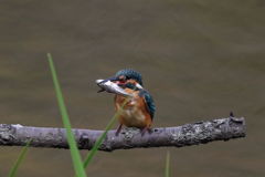 カワセミ　モリのようなクチバシ２