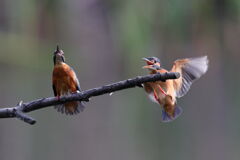 ♂VS.♀3