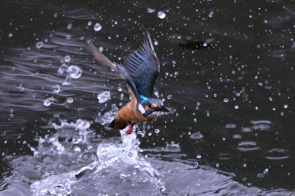 カワセミ 離水２