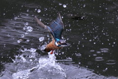 カワセミ 離水２