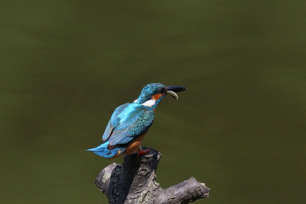 カワセミ カワセミ 着木2