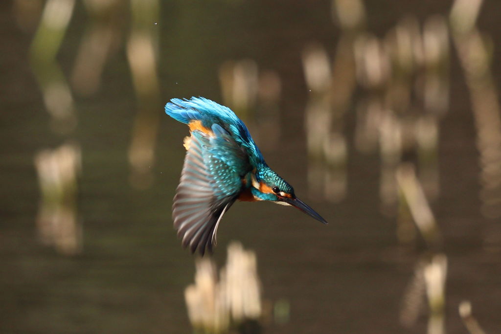 カワセミ　飛び出し２
