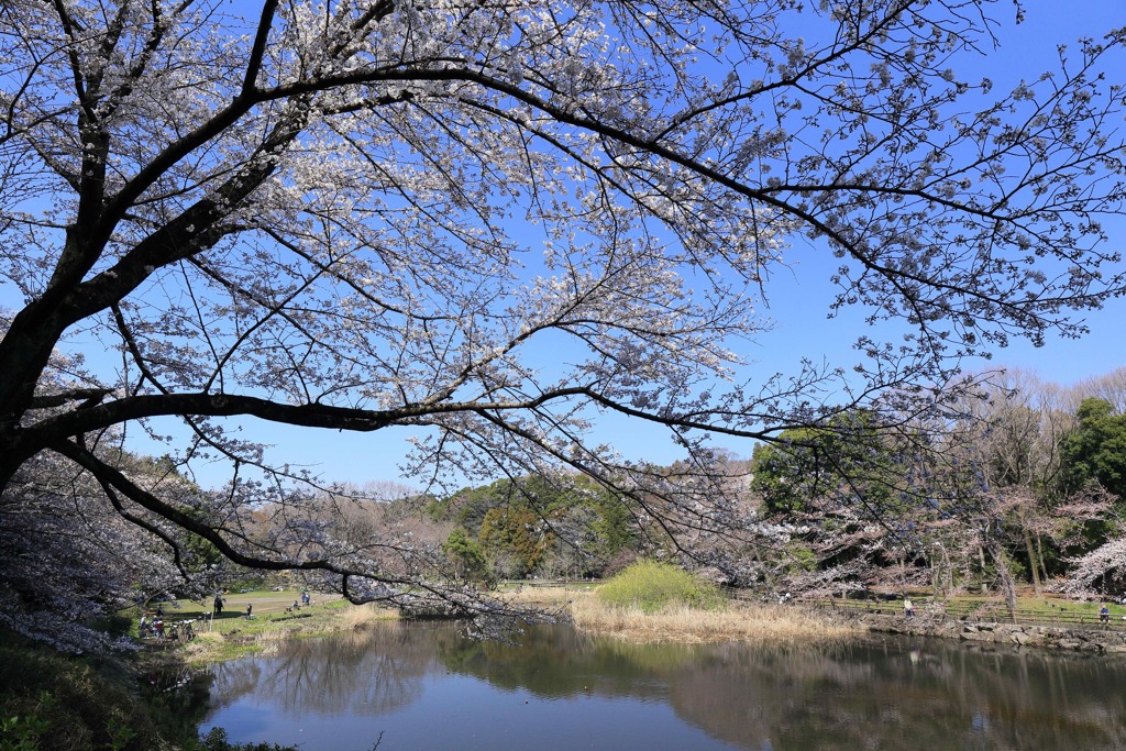 青空桜２