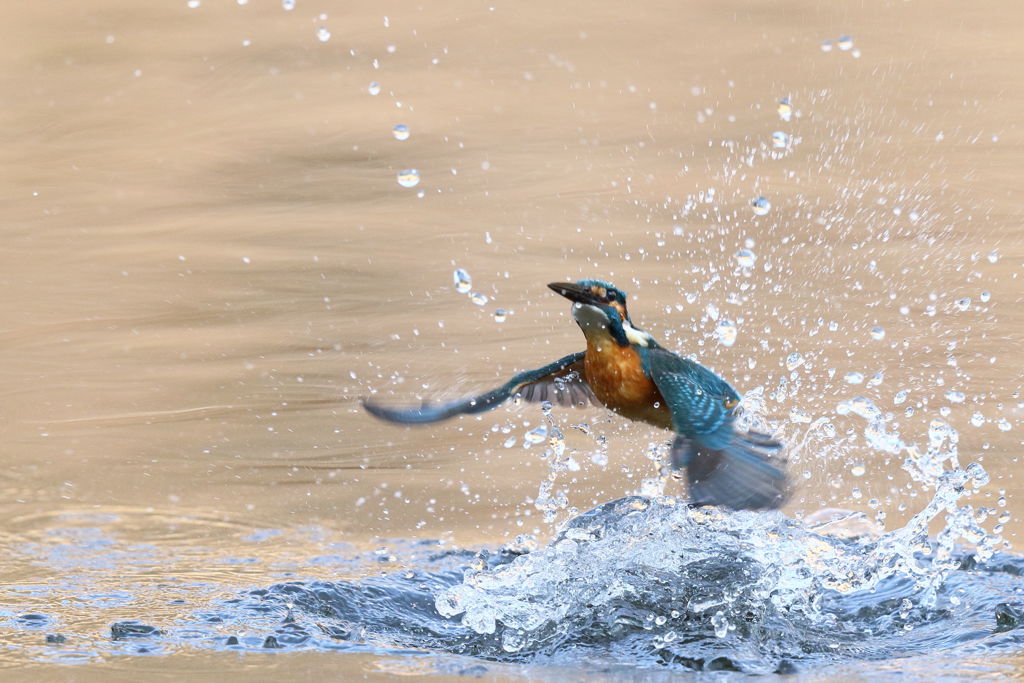 カワセミ 離水 2