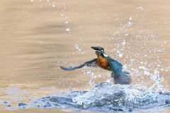 カワセミ 離水 2