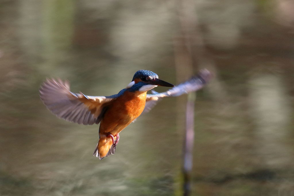 カワセミ ホバ１