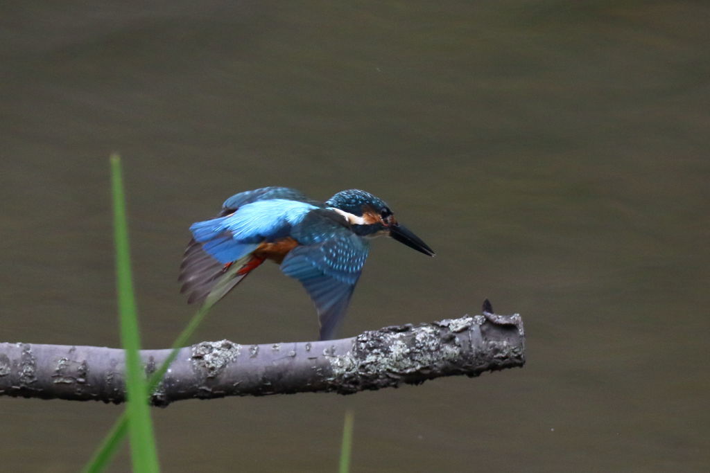 カワセミ　離木２