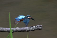 カワセミ　離木２