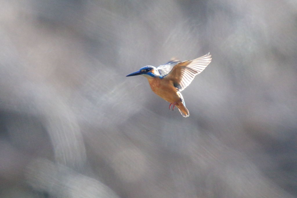 カワセミ ホバ逆光 遠い1
