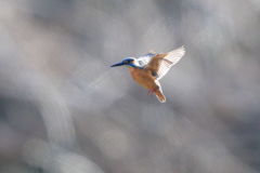 カワセミ ホバ逆光 遠い1