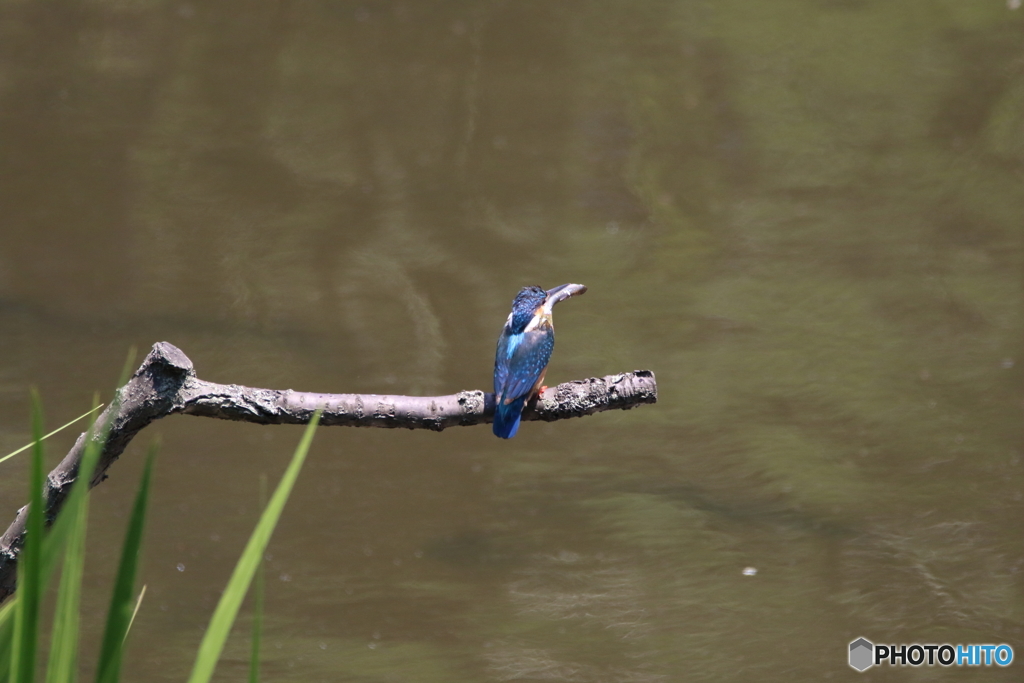 カワセミ　こっち向いて
