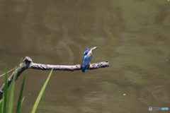 カワセミ　こっち向いて