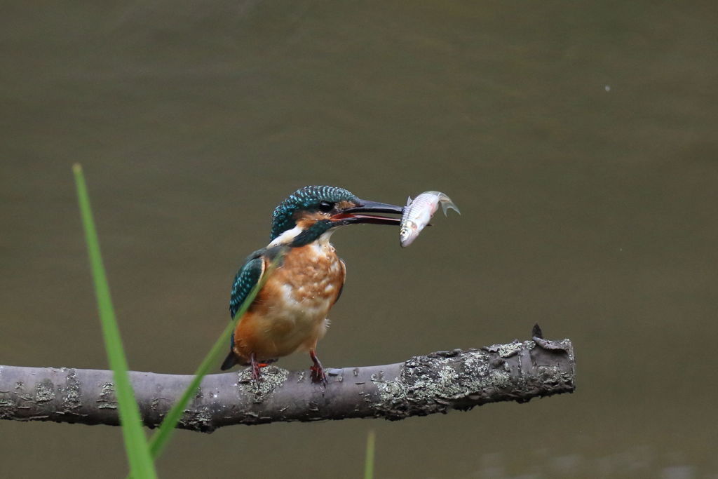 カワセミ　モリのようなクチバシ