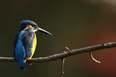 カワセミ 最接近2