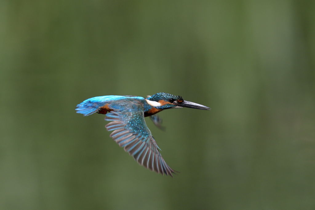 カワセミ 飛 4